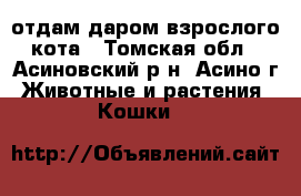 отдам даром взрослого кота - Томская обл., Асиновский р-н, Асино г. Животные и растения » Кошки   